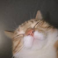 cats dont come first
